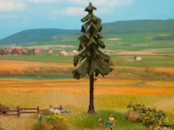 21924 Noch Hochstamm-Wetterfichte