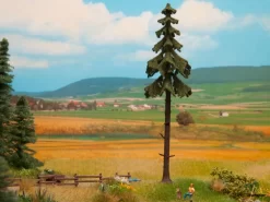 21927 Noch Hochstamm-Wetterfichte