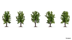 25620 Noch Laubbäume